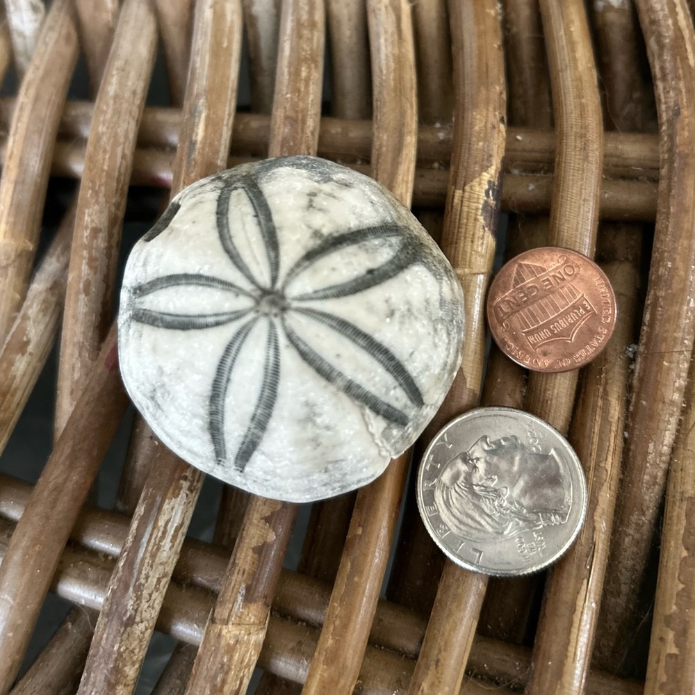 Sea Biscuits - prehistoric, fossilized Sea biscuit